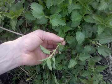 nettles gary hand.jpg